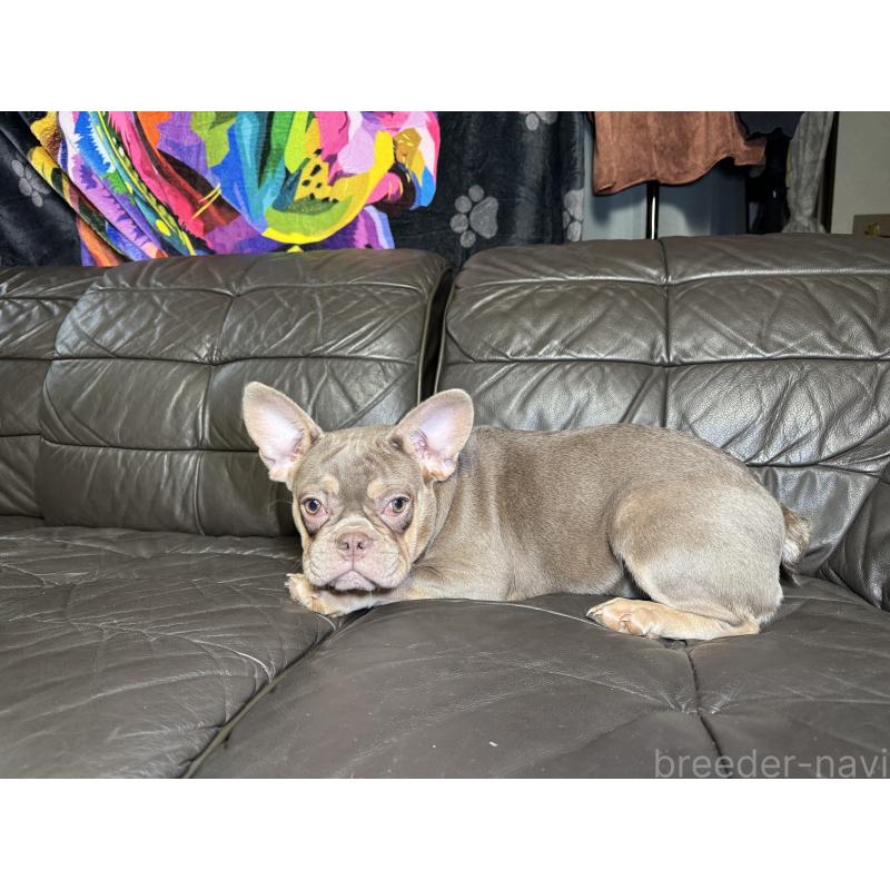 販売中の奈良県のフレンチブルドッグ-453754の6枚目