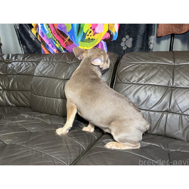 販売中の奈良県のフレンチブルドッグ-453754の5枚目