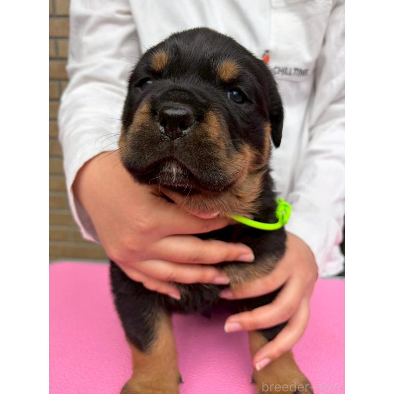 販売中の栃木県のロットワイラー-453755の8枚目