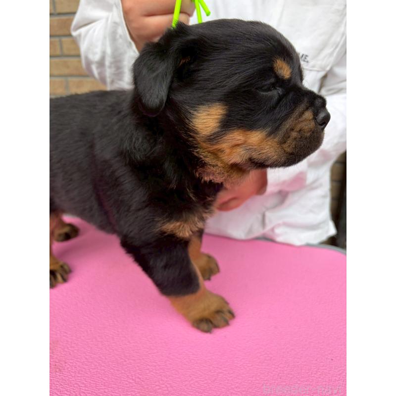 販売中の栃木県のロットワイラー-453755の7枚目