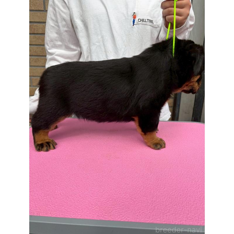 販売中の栃木県のロットワイラー-453755の6枚目