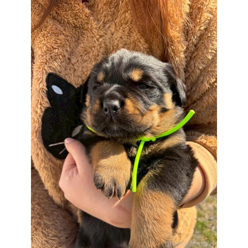 販売中の栃木県のロットワイラー-453755の5枚目