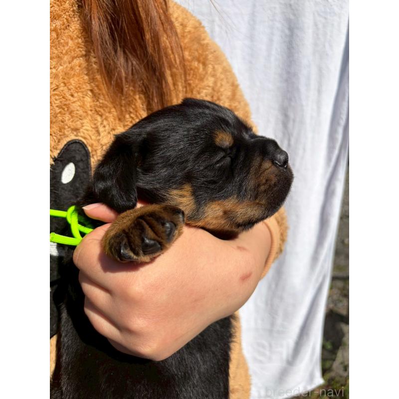 販売中の栃木県のロットワイラー-453755の4枚目