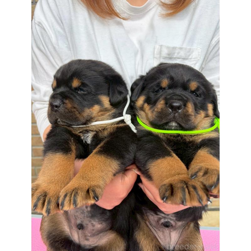 販売中の栃木県のロットワイラー-453755の3枚目