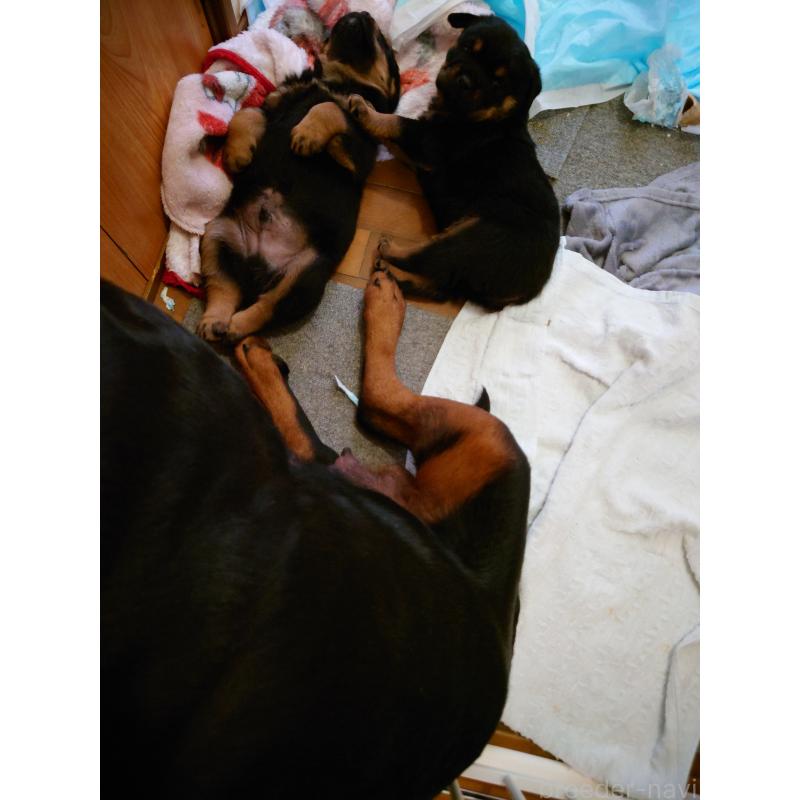 販売中の栃木県のロットワイラー-453755の2枚目