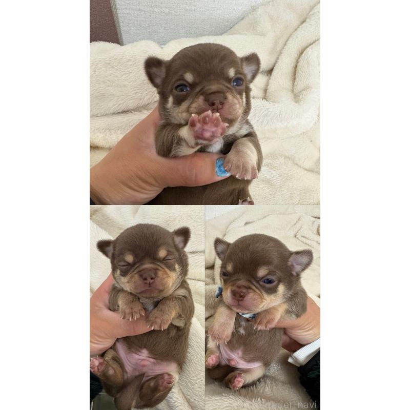 販売中の静岡県のチワワ(スムースコート)-453595