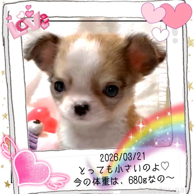 販売中の大阪府のチワワ(ロングコート)-453756の13枚目