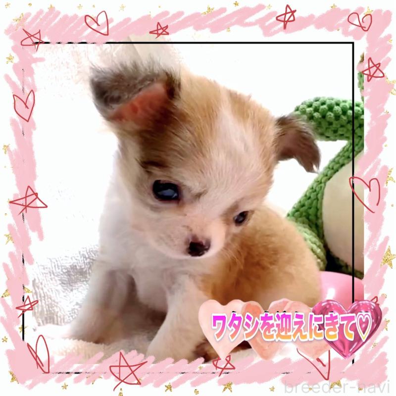 販売中の大阪府のチワワ(ロングコート)-453756の12枚目