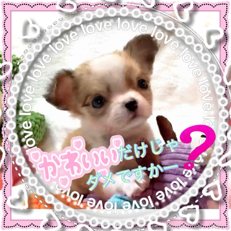 販売中の大阪府のチワワ(ロングコート)-453756の11枚目