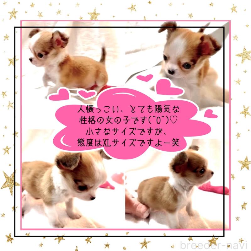 販売中の大阪府のチワワ(ロングコート)-453756の10枚目