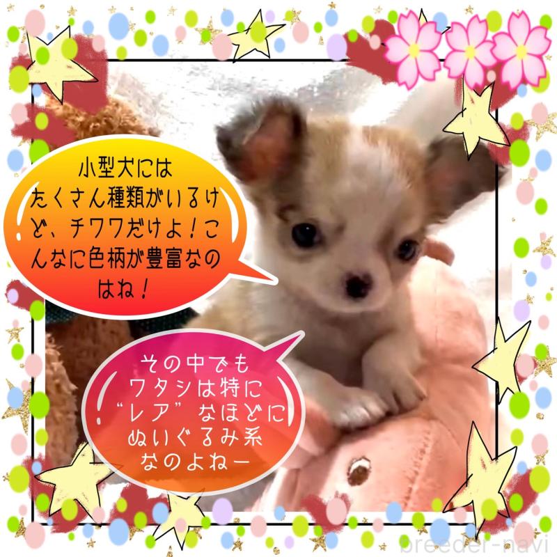 販売中の大阪府のチワワ(ロングコート)-453756の9枚目