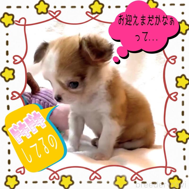 販売中の大阪府のチワワ(ロングコート)-453756の8枚目