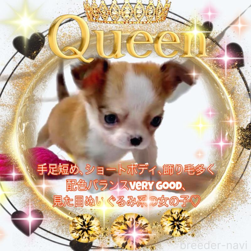 販売中の大阪府のチワワ(ロングコート)-453756の7枚目