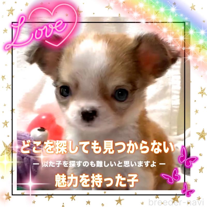 販売中の大阪府のチワワ(ロングコート)-453756の6枚目