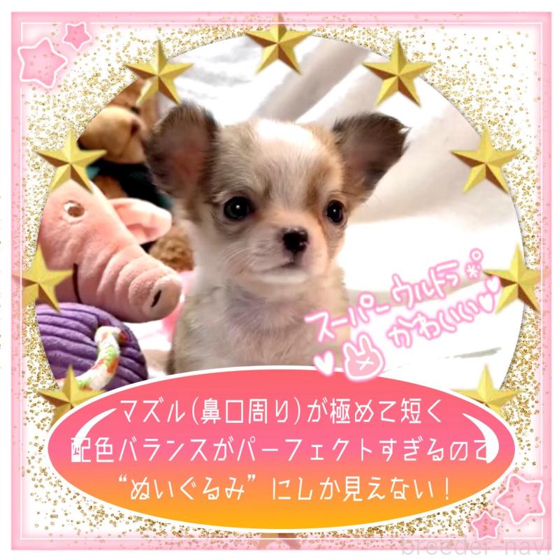 販売中の大阪府のチワワ(ロングコート)-453756の5枚目