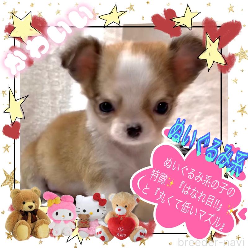 販売中の大阪府のチワワ(ロングコート)-453756の4枚目