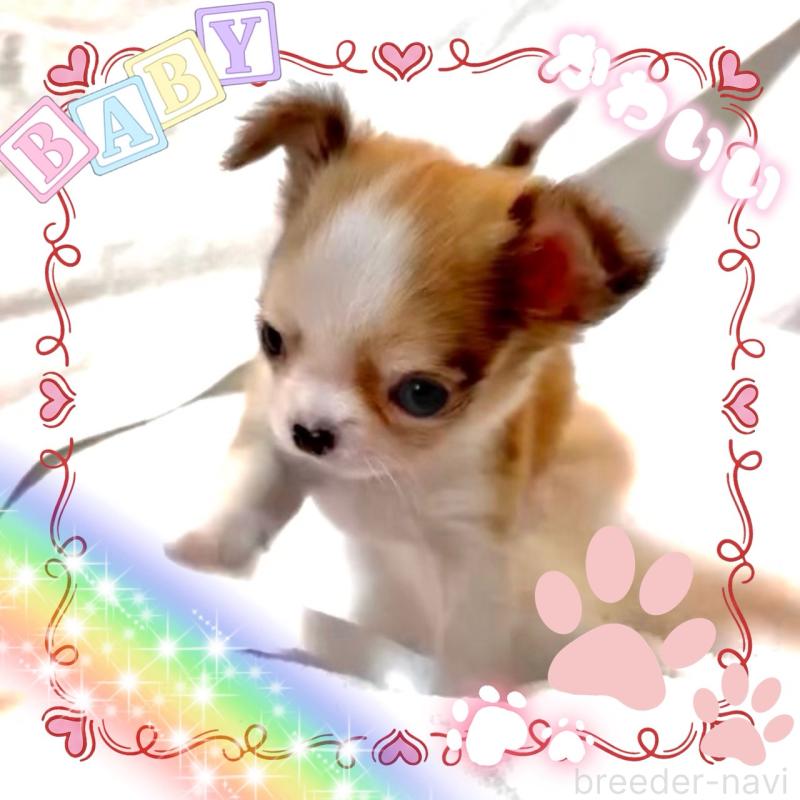 販売中の大阪府のチワワ(ロングコート)-453756の3枚目