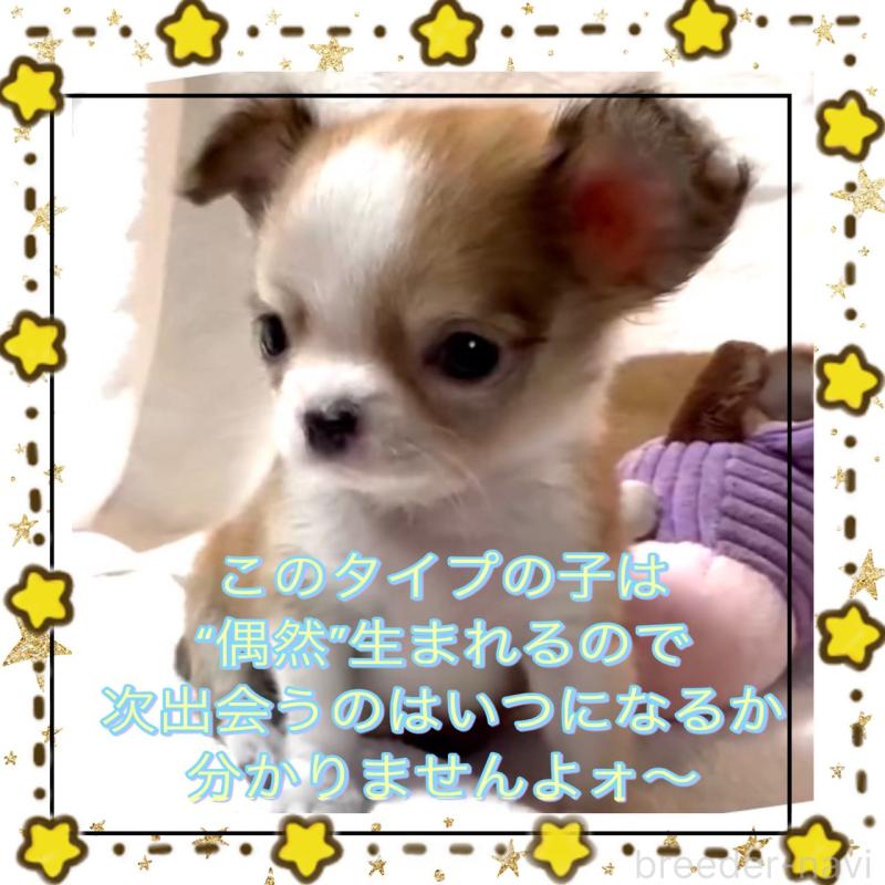 販売中の大阪府のチワワ(ロングコート)-453756の2枚目