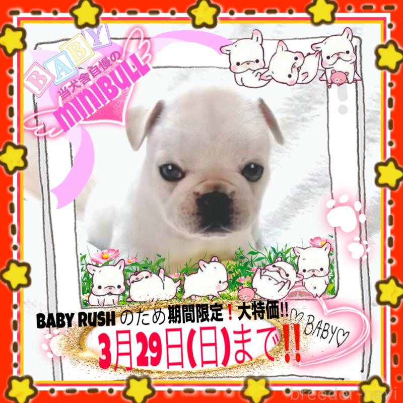 販売中の大阪府のフレンチブルドッグ-453053