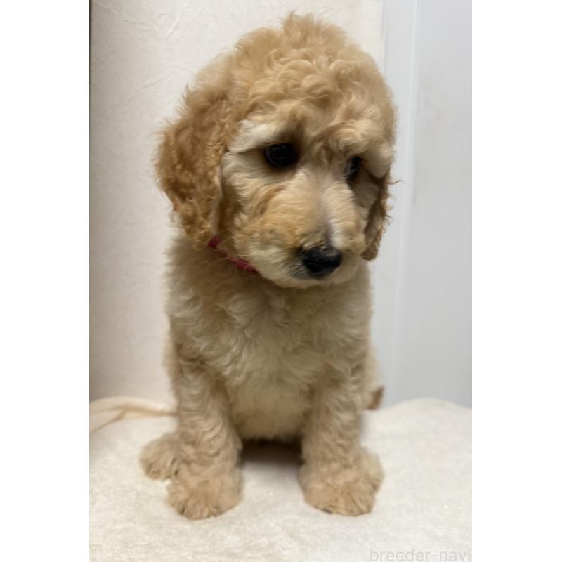 成約済の栃木県のゴールデンドゥードル:ゴールデンレトリーバー×プードル-445906の3枚目