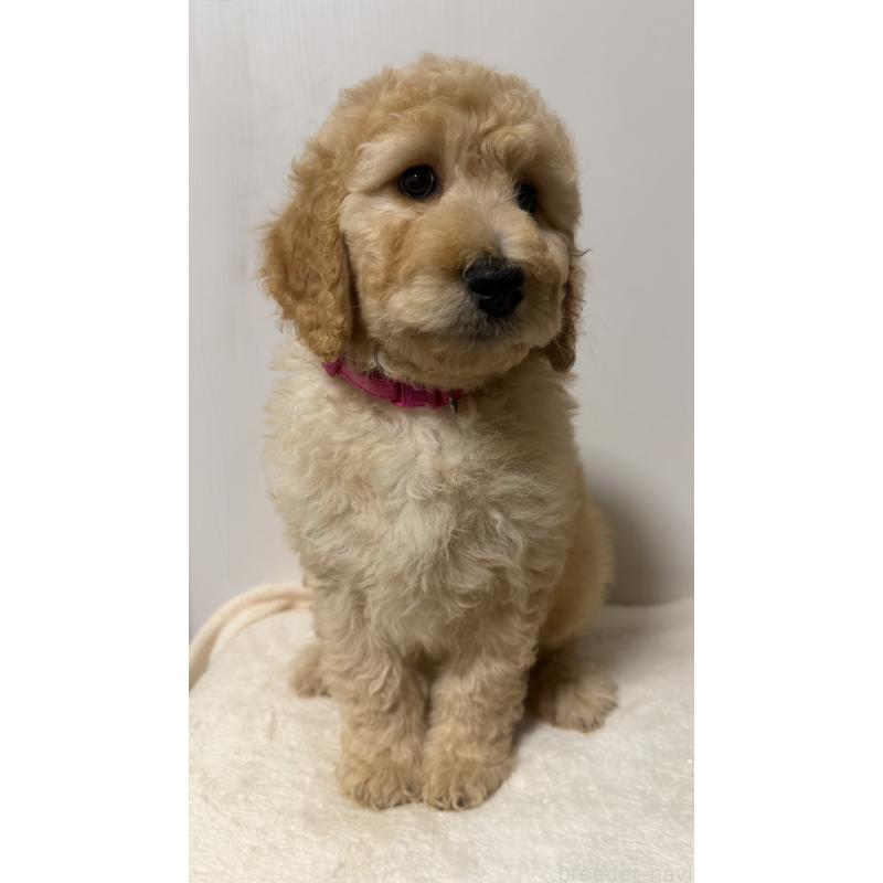 成約済の栃木県のゴールデンドゥードル:ゴールデンレトリーバー×プードル-445906の2枚目