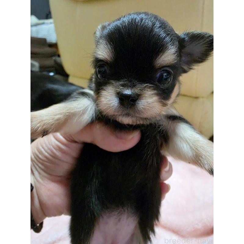 販売中の千葉県のチワワ(ロングコート)-453758の5枚目