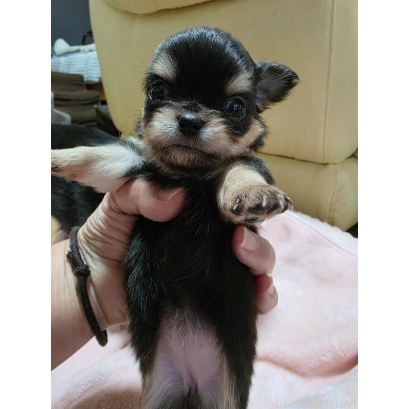 販売中の千葉県のチワワ(ロングコート)-453758の4枚目