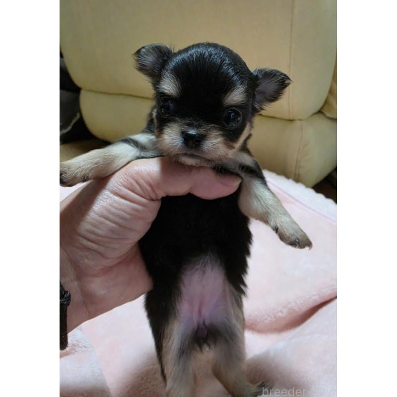 販売中の千葉県のチワワ(ロングコート)-453758の3枚目