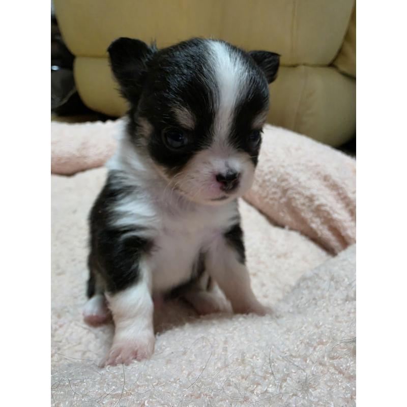 販売中の千葉県のチワワ(ロングコート)-453759の6枚目