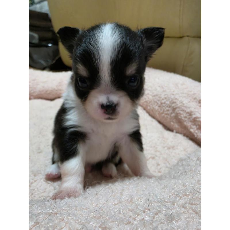 販売中の千葉県のチワワ(ロングコート)-453759の5枚目