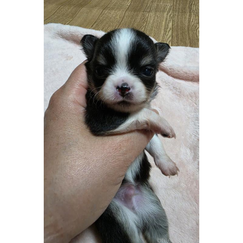 販売中の千葉県のチワワ(ロングコート)-453759の4枚目