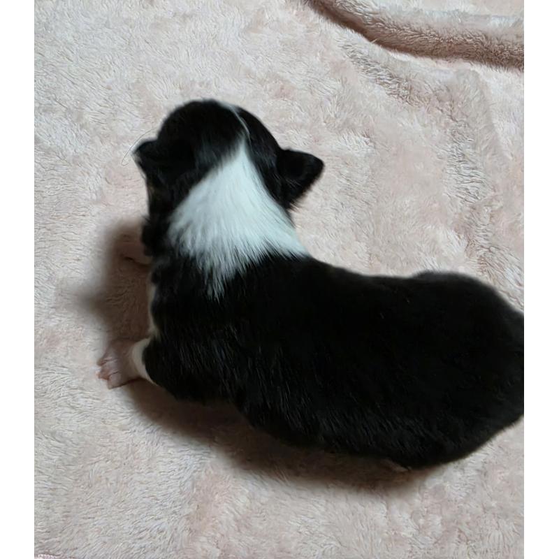 販売中の千葉県のチワワ(ロングコート)-453759の3枚目