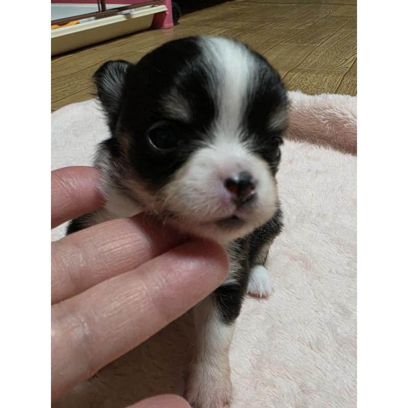 販売中の千葉県のチワワ(ロングコート)-453759の2枚目