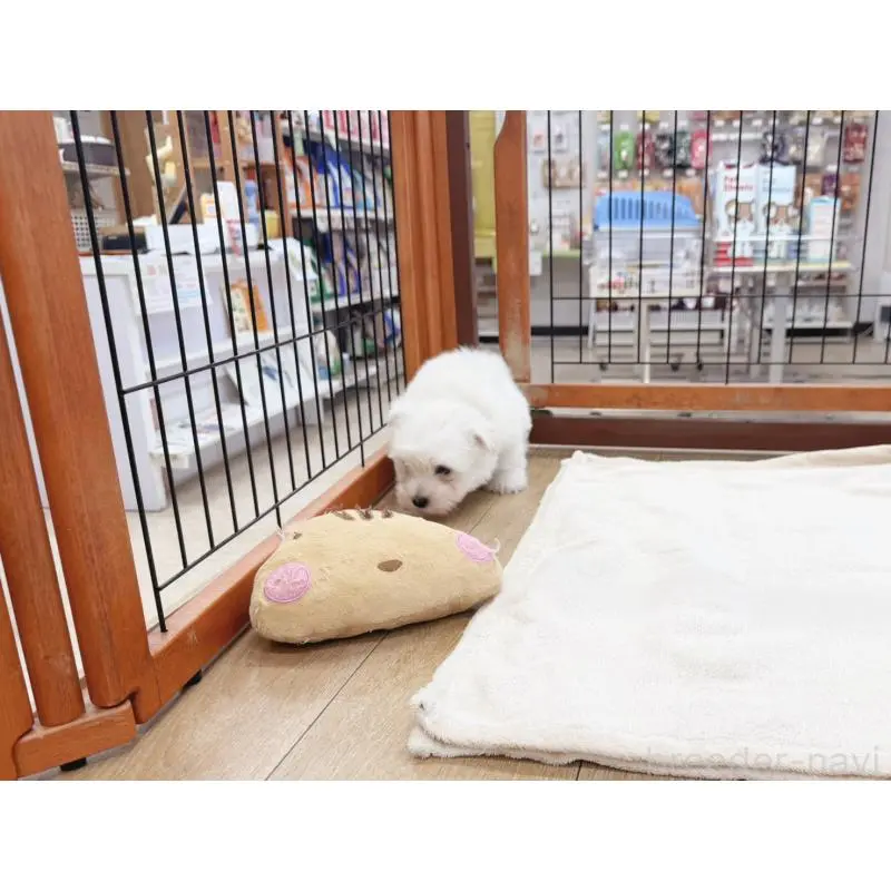 商談中の北海道のウエストハイランドホワイトテリア(ウエスティ)-453760の2枚目