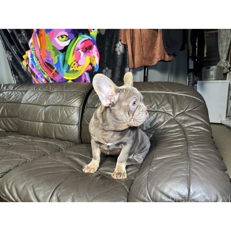 販売中の奈良県のフレンチブルドッグ-453761の16枚目