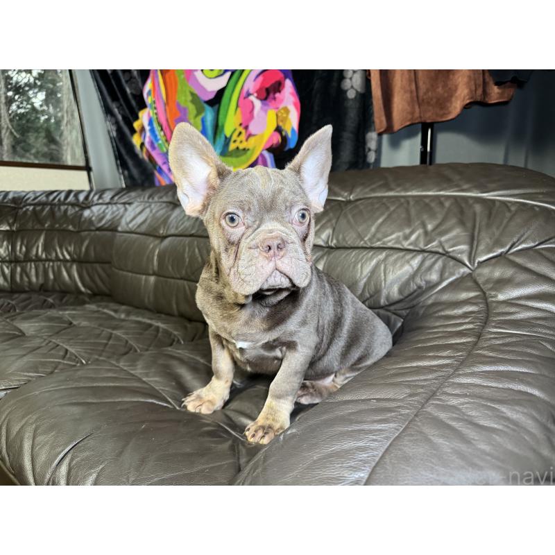販売中の奈良県のフレンチブルドッグ-453761の15枚目
