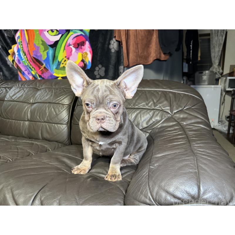 販売中の奈良県のフレンチブルドッグ-453761の14枚目