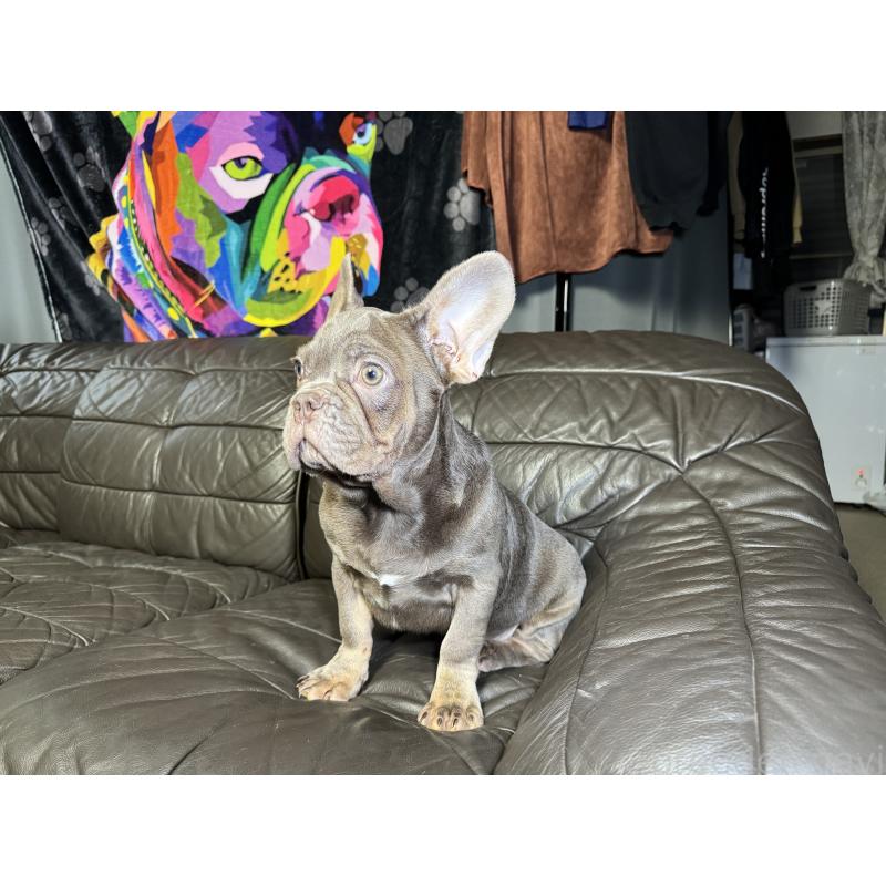 販売中の奈良県のフレンチブルドッグ-453761の13枚目