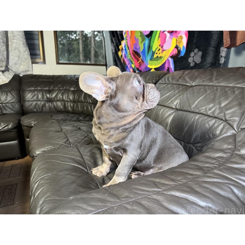 販売中の奈良県のフレンチブルドッグ-453761の12枚目