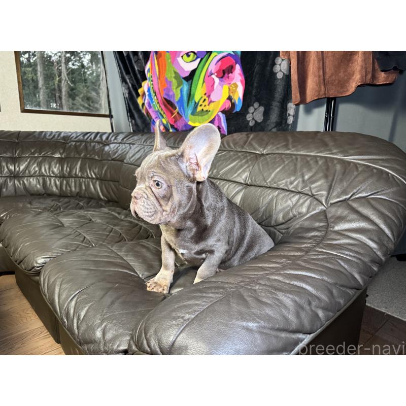 販売中の奈良県のフレンチブルドッグ-453761の11枚目