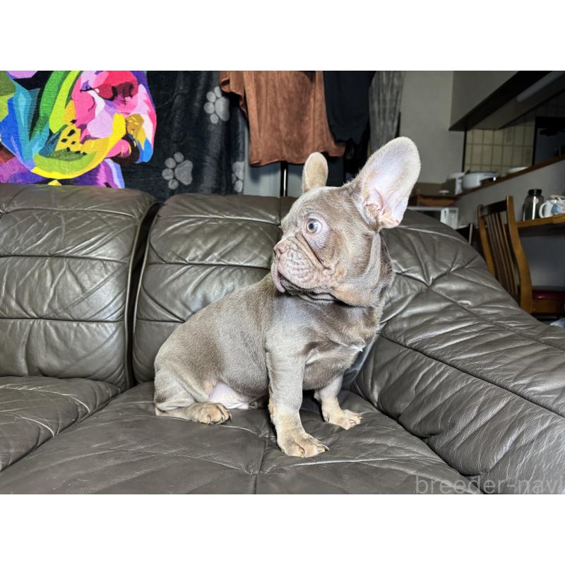 販売中の奈良県のフレンチブルドッグ-453761の10枚目