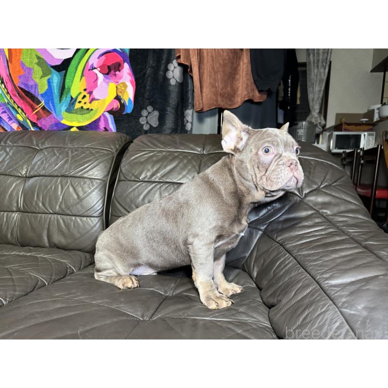 販売中の奈良県のフレンチブルドッグ-453761の9枚目