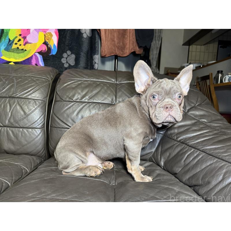 販売中の奈良県のフレンチブルドッグ-453761の8枚目