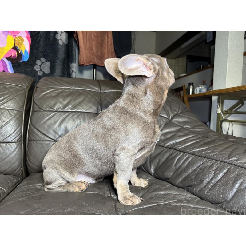 販売中の奈良県のフレンチブルドッグ-453761の7枚目