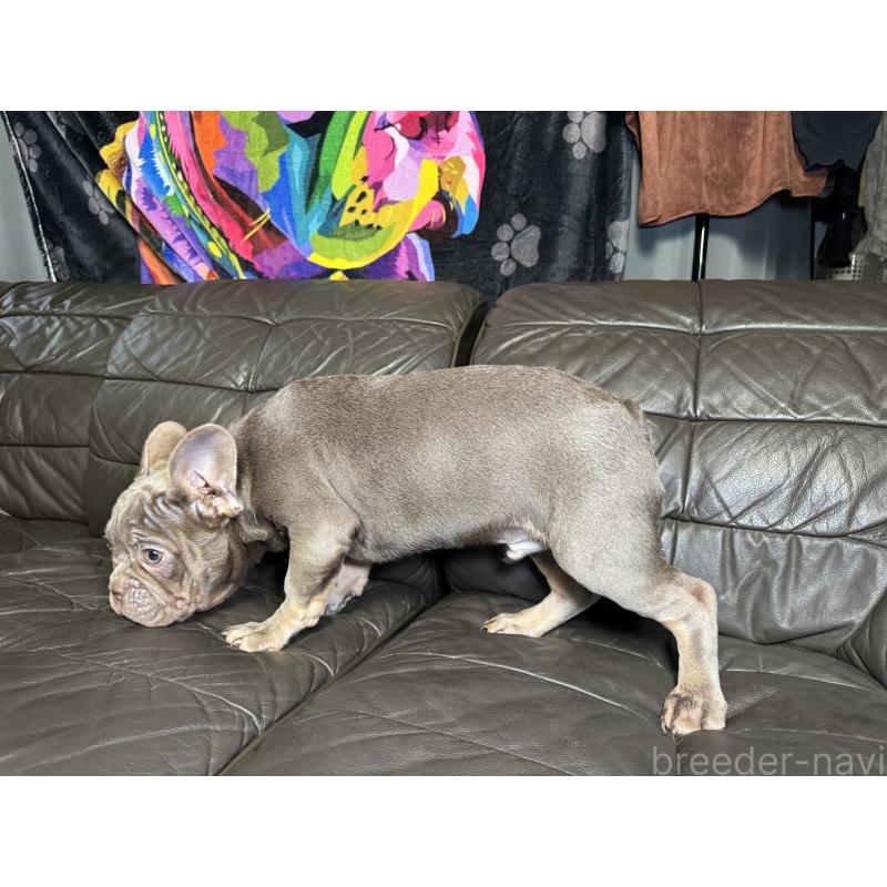 販売中の奈良県のフレンチブルドッグ-453761の6枚目
