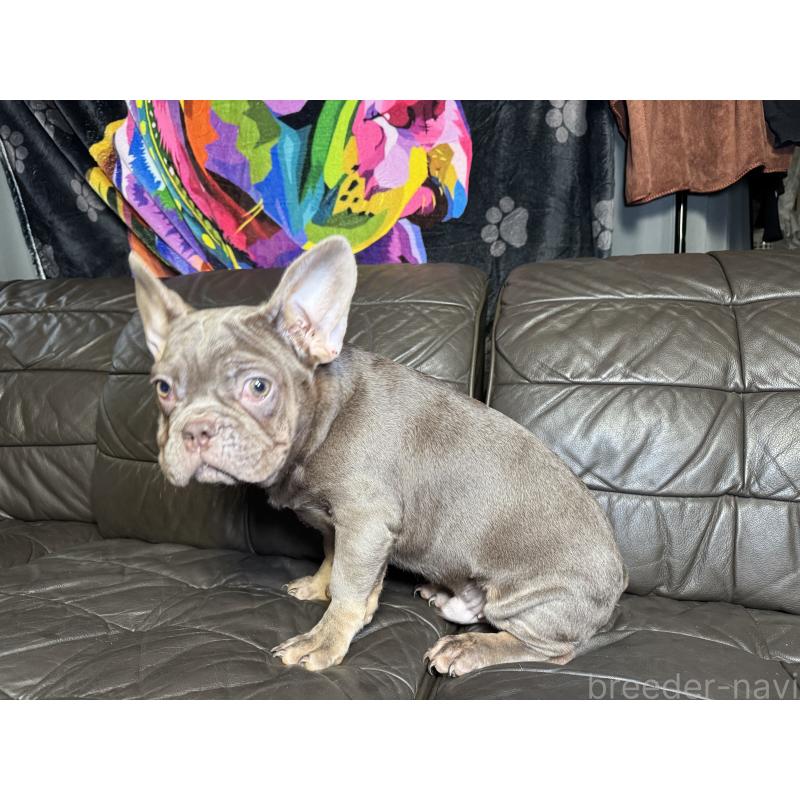 販売中の奈良県のフレンチブルドッグ-453761の5枚目