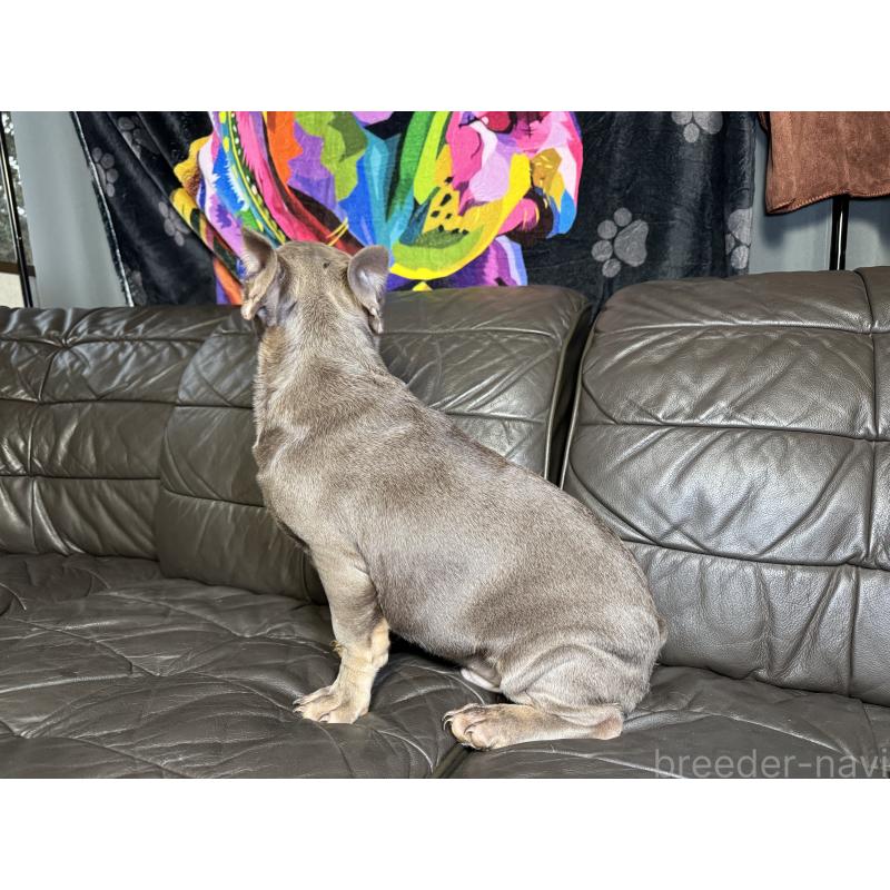 販売中の奈良県のフレンチブルドッグ-453761の4枚目