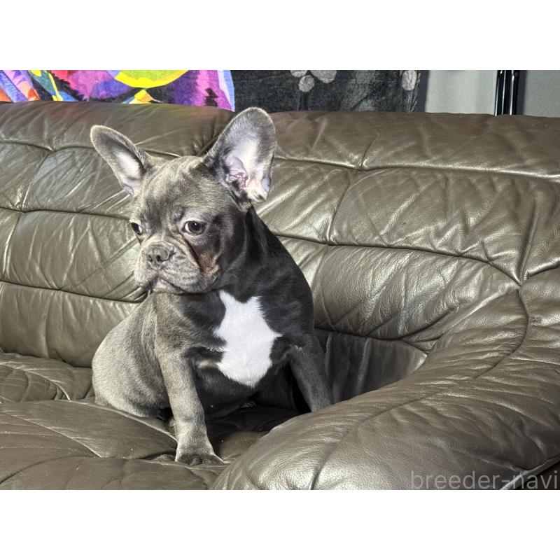 販売中の奈良県のフレンチブルドッグ-453762の13枚目
