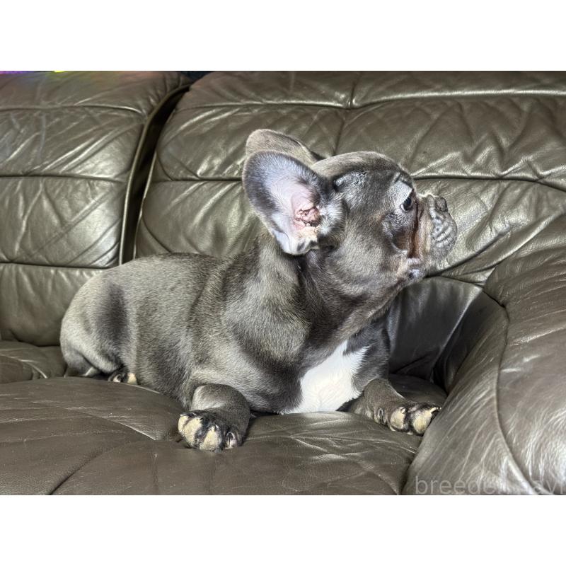 販売中の奈良県のフレンチブルドッグ-453762の12枚目