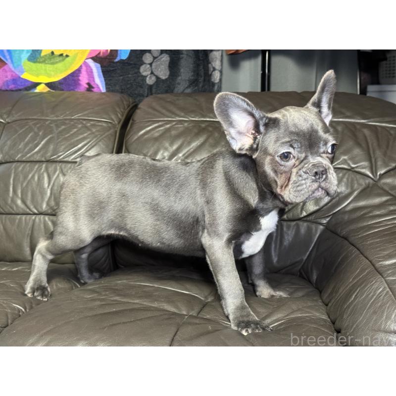 販売中の奈良県のフレンチブルドッグ-453762の11枚目